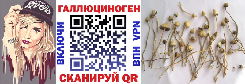 Галлюциногенные грибы Psilocybine cubensis  Суджа 